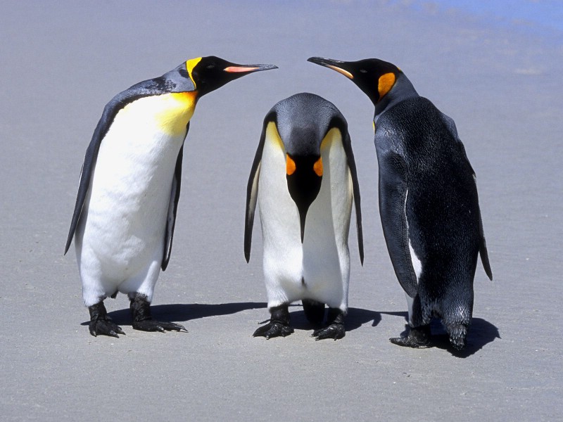 壁纸800x600 Penguins Falkland Islands 福克兰群岛企鹅图片壁纸壁纸 大尺寸世界各地动物壁纸精选 第一辑壁纸 大尺寸世界各地动物壁纸精选 第一辑图片 大尺寸世界各地动物壁纸精选 第一辑素材 动物壁纸 动物图库 动物图片素材桌面壁纸