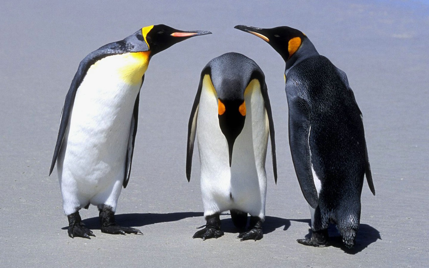 壁纸1440x900 Penguins Falkland Islands 福克兰群岛企鹅图片壁纸壁纸 大尺寸世界各地动物壁纸精选 第一辑壁纸 大尺寸世界各地动物壁纸精选 第一辑图片 大尺寸世界各地动物壁纸精选 第一辑素材 动物壁纸 动物图库 动物图片素材桌面壁纸