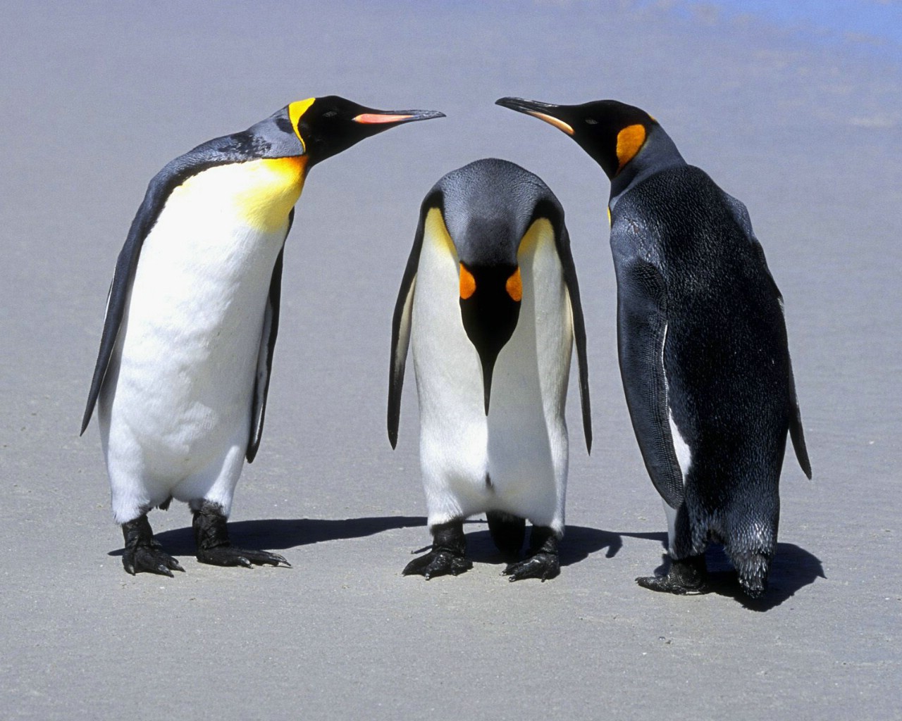 壁纸1280x1024 Penguins Falkland Islands 福克兰群岛企鹅图片壁纸壁纸 大尺寸世界各地动物壁纸精选 第一辑壁纸 大尺寸世界各地动物壁纸精选 第一辑图片 大尺寸世界各地动物壁纸精选 第一辑素材 动物壁纸 动物图库 动物图片素材桌面壁纸