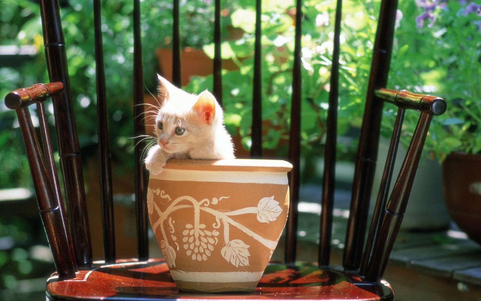 壁纸1680x1050 花盆里的小猫咪图片壁纸壁纸 后院里的小猫咪壁纸 后院里的小猫咪图片 后院里的小猫咪素材 动物壁纸 动物图库 动物图片素材桌面壁纸