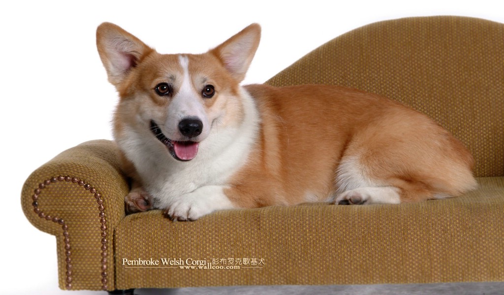 壁纸1024x600明星短腿狗壁纸 彭布罗克威尔士柯基犬 Welsh Corgi Pembroke 宠物狗 威尔士柯基犬图片 Pet dog Pembroke Welsh Corgi壁纸 彭布罗克威尔士柯基犬壁纸 Welsh Corgi壁纸 彭布罗克威尔士柯基犬壁纸 Welsh Corgi图片 彭布罗克威尔士柯基犬壁纸 Welsh Corgi素材 动物壁纸 动物图库 动物图片素材桌面壁纸