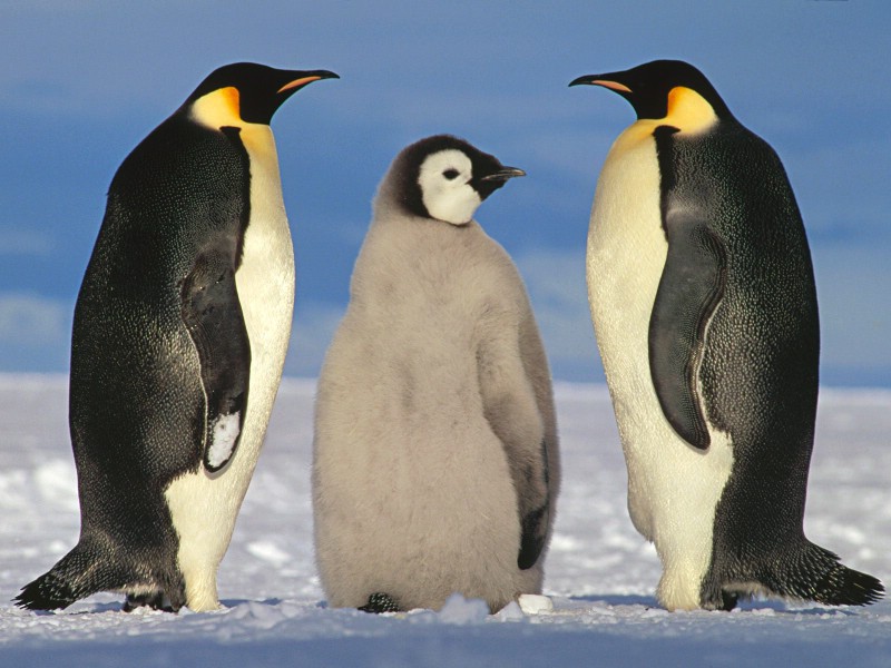 壁纸800x600企鹅摄影壁纸 企鹅图片壁纸 penguin Desktop Photos壁纸 企鹅壁纸壁纸 企鹅壁纸图片 企鹅壁纸素材 动物壁纸 动物图库 动物图片素材桌面壁纸