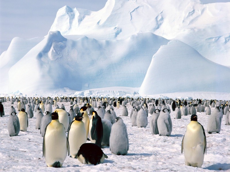 壁纸800x600企鹅摄影壁纸 企鹅图片壁纸 penguin Desktop Photos壁纸 企鹅壁纸壁纸 企鹅壁纸图片 企鹅壁纸素材 动物壁纸 动物图库 动物图片素材桌面壁纸