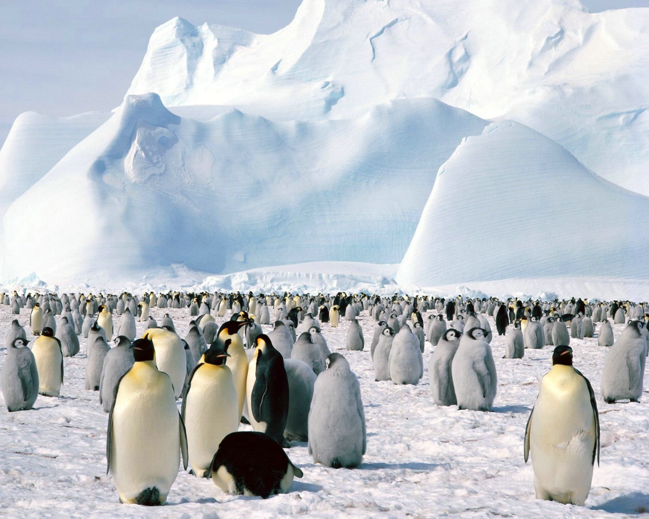 壁纸1280x1024企鹅摄影壁纸 企鹅图片壁纸 penguin Desktop Photos壁纸 企鹅壁纸壁纸 企鹅壁纸图片 企鹅壁纸素材 动物壁纸 动物图库 动物图片素材桌面壁纸