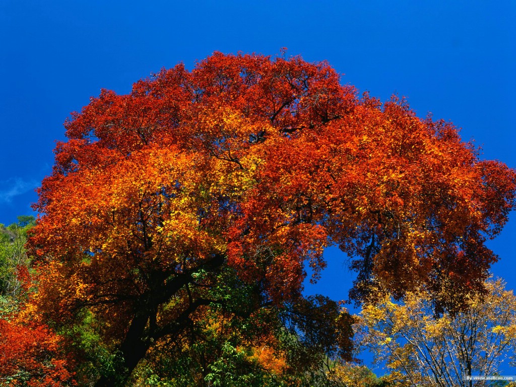 壁纸1024x768 一树的火红 秋天绚丽的树木图片壁纸 秋色无限-森林里的秋天壁纸壁纸 秋色无限-森林里的秋天壁纸图片 秋色无限-森林里的秋天壁纸素材 风景壁纸 风景图库 风景图片素材桌面壁纸