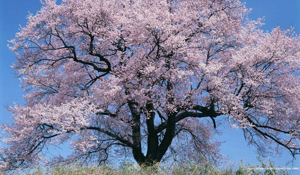 壁纸1024x600 日本樱花图片 Japanese Sakura Cherry Blossom Photos壁纸 三月樱花节-樱花壁纸壁纸 三月樱花节-樱花壁纸图片 三月樱花节-樱花壁纸素材 花卉壁纸 花卉图库 花卉图片素材桌面壁纸