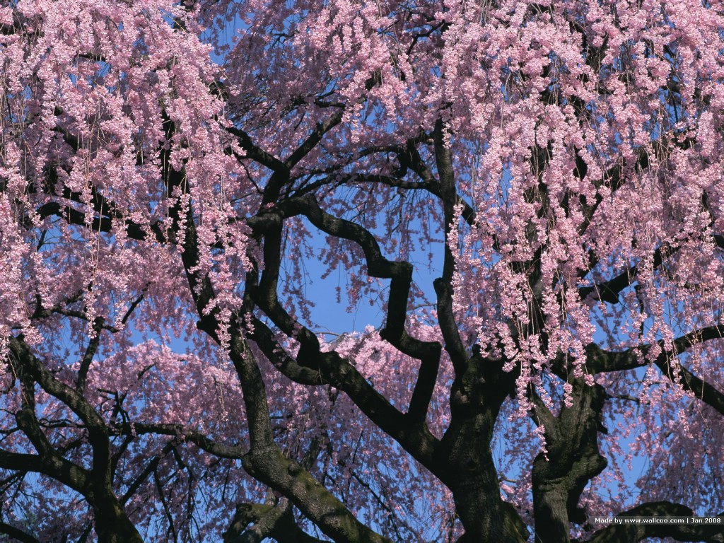壁纸1024x768 日本樱花图片 Japanese Sakura Cherry Blossom Photos壁纸 三月樱花节-樱花壁纸壁纸 三月樱花节-樱花壁纸图片 三月樱花节-樱花壁纸素材 花卉壁纸 花卉图库 花卉图片素材桌面壁纸