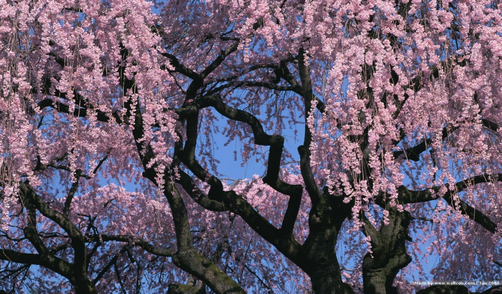 壁纸1024x600 日本樱花图片 Japanese Sakura Cherry Blossom Photos壁纸 三月樱花节-樱花壁纸壁纸 三月樱花节-樱花壁纸图片 三月樱花节-樱花壁纸素材 花卉壁纸 花卉图库 花卉图片素材桌面壁纸