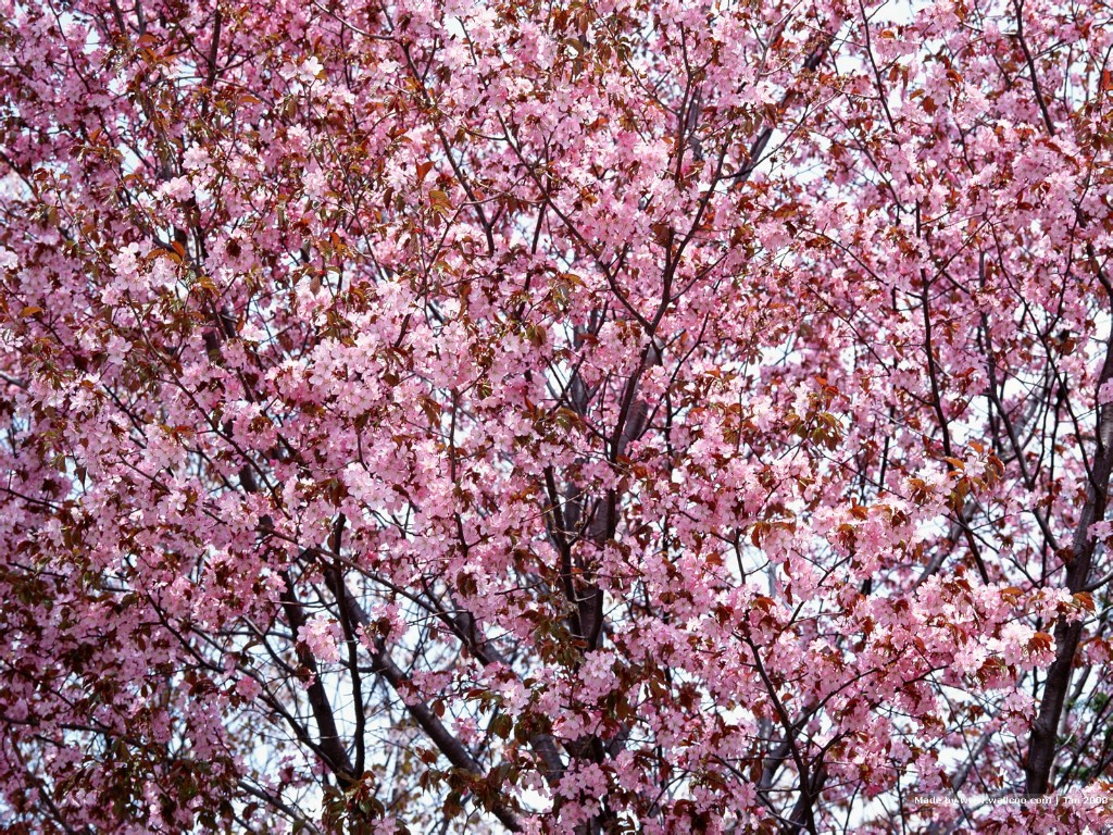 壁纸1024x768 日本樱花图片 Japanese Sakura Cherry Blossom Photos壁纸 三月樱花节-樱花壁纸壁纸 三月樱花节-樱花壁纸图片 三月樱花节-樱花壁纸素材 花卉壁纸 花卉图库 花卉图片素材桌面壁纸