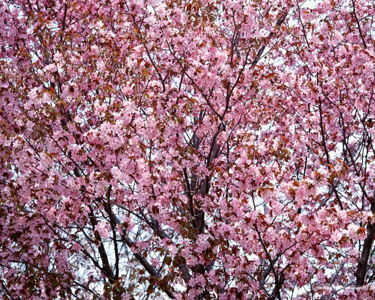 壁纸1280x1024 日本樱花图片 Japanese Sakura Cherry Blossom Photos壁纸 三月樱花节-樱花壁纸壁纸 三月樱花节-樱花壁纸图片 三月樱花节-樱花壁纸素材 花卉壁纸 花卉图库 花卉图片素材桌面壁纸
