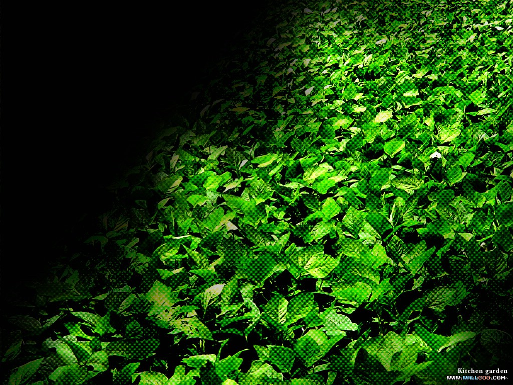 壁纸1024x768 绿色视觉主题壁纸 Computer CG Green Series壁纸 彩色世界之绿色视觉主题壁纸壁纸 彩色世界之绿色视觉主题壁纸图片 彩色世界之绿色视觉主题壁纸素材 月历壁纸 月历图库 月历图片素材桌面壁纸