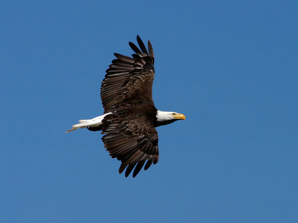 壁纸1024x768翱翔蓝天 飞翔的l老鹰图片 Computer Desktop of Flying Birds壁纸 翱翔蓝天-飞翔的鸟壁纸壁纸 翱翔蓝天-飞翔的鸟壁纸图片 翱翔蓝天-飞翔的鸟壁纸素材 动物壁纸 动物图库 动物图片素材桌面壁纸