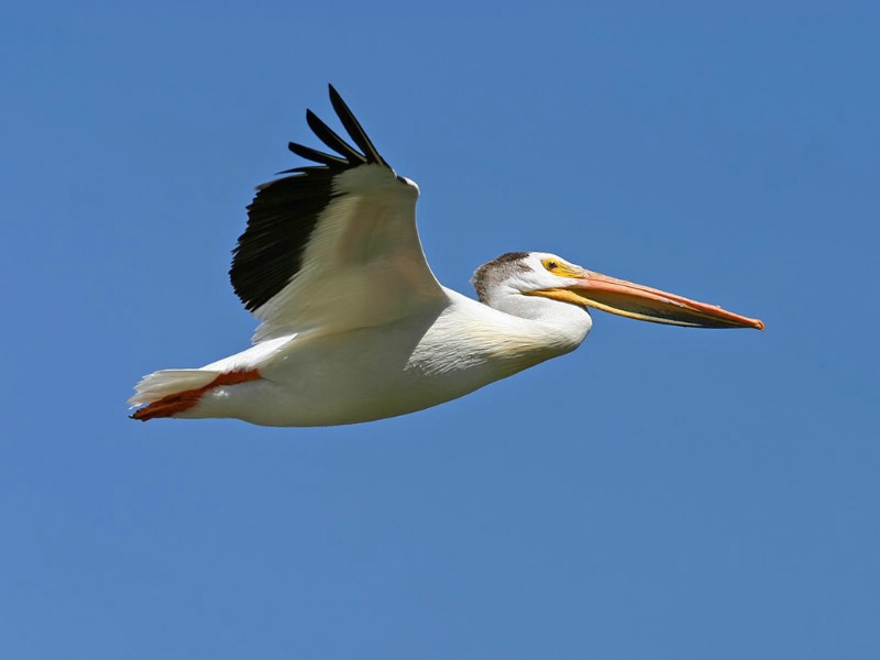 壁纸800x600翱翔蓝天 飞翔中的鸟图片 Computer Desktop of Flying Birds壁纸 翱翔蓝天-飞翔的鸟壁纸壁纸 翱翔蓝天-飞翔的鸟壁纸图片 翱翔蓝天-飞翔的鸟壁纸素材 动物壁纸 动物图库 动物图片素材桌面壁纸