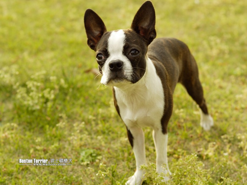 壁纸800x600宠物狗狗图鉴 Boston Terrier 波士顿梗犬 波士顿梗犬图片 Boston Terrier Pet Dog Desktop壁纸 波士顿梗犬壁纸壁纸 波士顿梗犬壁纸图片 波士顿梗犬壁纸素材 动物壁纸 动物图库 动物图片素材桌面壁纸