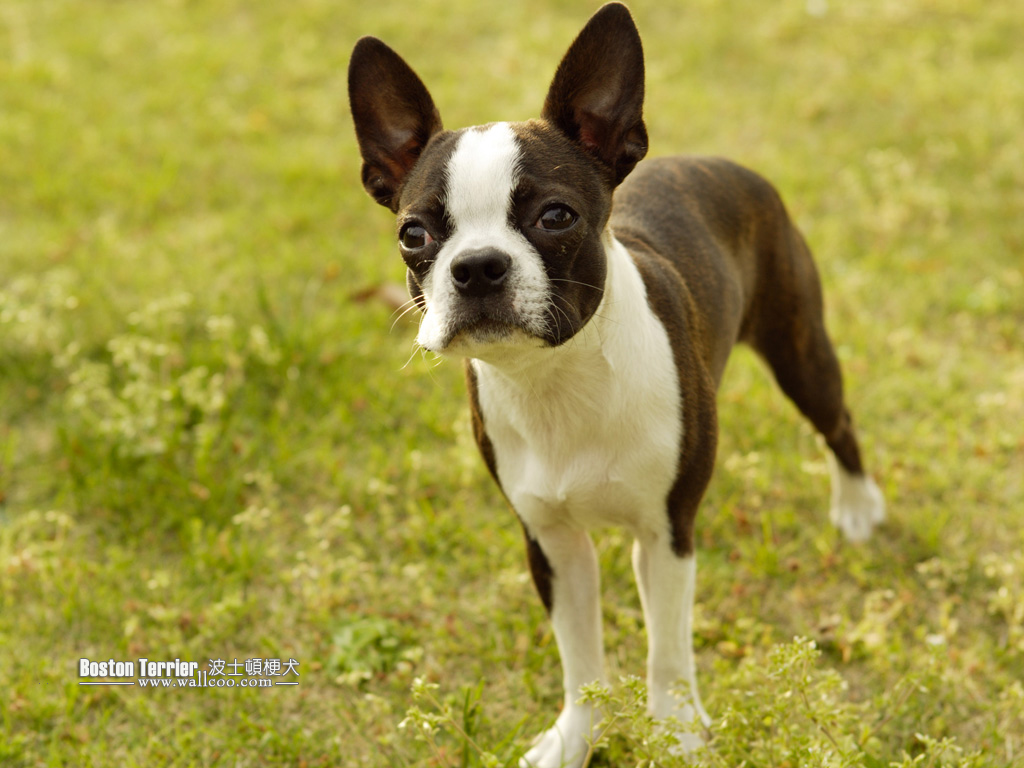 壁纸1024x768宠物狗狗图鉴 Boston Terrier 波士顿梗犬 波士顿梗犬图片 Boston Terrier Pet Dog Desktop壁纸 波士顿梗犬壁纸壁纸 波士顿梗犬壁纸图片 波士顿梗犬壁纸素材 动物壁纸 动物图库 动物图片素材桌面壁纸