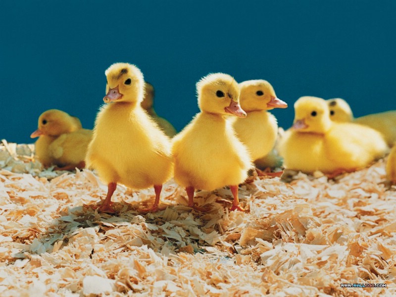 壁纸800x600 可爱黄毛小鸭子图片Yellow baby duck Photo Desktop壁纸 宠物宝贝(五)-小鸡小鸭壁纸 宠物宝贝(五)-小鸡小鸭图片 宠物宝贝(五)-小鸡小鸭素材 动物壁纸 动物图库 动物图片素材桌面壁纸