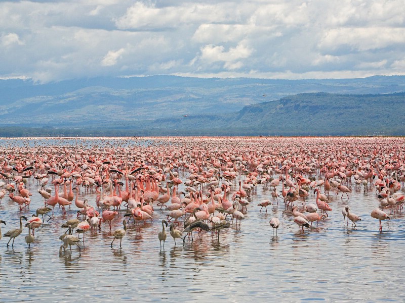 壁纸800x600 Lesser and Greater Flamingos Lake Nakuru National Park Kenya 肯尼亚那库鲁湖国家公园 火烈鸟图片壁纸壁纸 大尺寸世界各地动物壁纸精选 第一辑壁纸 大尺寸世界各地动物壁纸精选 第一辑图片 大尺寸世界各地动物壁纸精选 第一辑素材 动物壁纸 动物图库 动物图片素材桌面壁纸