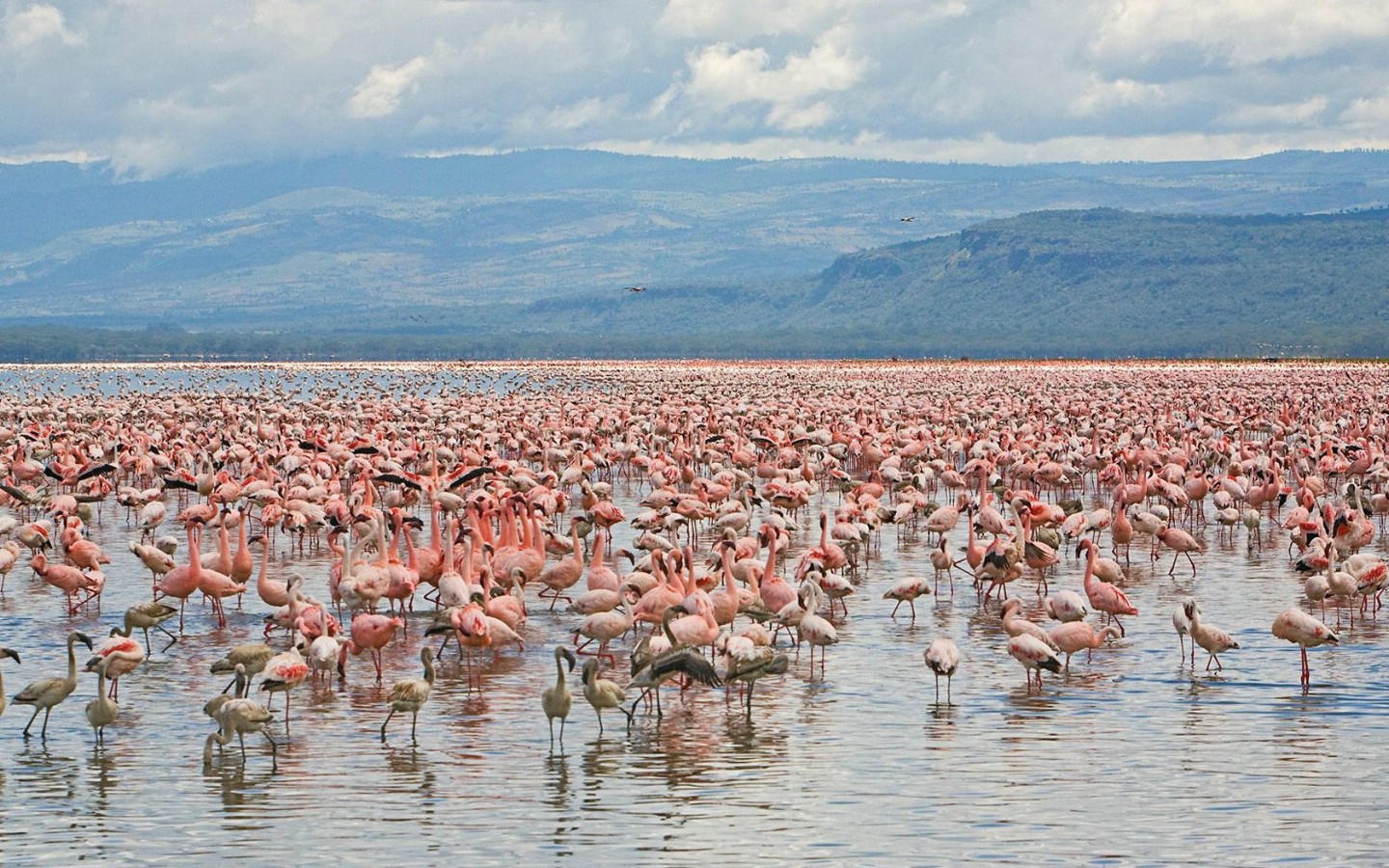 壁纸1440x900 Lesser and Greater Flamingos Lake Nakuru National Park Kenya 肯尼亚那库鲁湖国家公园 火烈鸟图片壁纸壁纸 大尺寸世界各地动物壁纸精选 第一辑壁纸 大尺寸世界各地动物壁纸精选 第一辑图片 大尺寸世界各地动物壁纸精选 第一辑素材 动物壁纸 动物图库 动物图片素材桌面壁纸