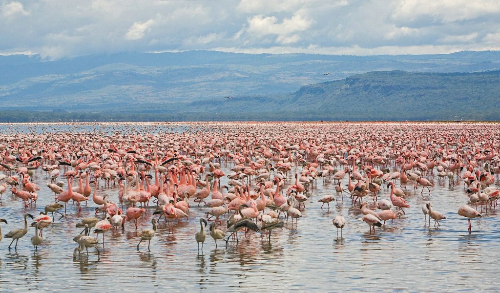 壁纸1024x600 Lesser and Greater Flamingos Lake Nakuru National Park Kenya 肯尼亚那库鲁湖国家公园 火烈鸟图片壁纸壁纸 大尺寸世界各地动物壁纸精选 第一辑壁纸 大尺寸世界各地动物壁纸精选 第一辑图片 大尺寸世界各地动物壁纸精选 第一辑素材 动物壁纸 动物图库 动物图片素材桌面壁纸