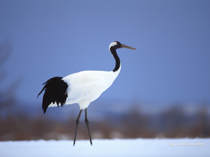 壁纸800x600丹顶鹤壁纸 鹤舞 仙鹤 丹顶鹤 云鹤图片 Crane Photo Desktop壁纸 丹顶鹤壁纸-鹤舞壁纸壁纸 丹顶鹤壁纸-鹤舞壁纸图片 丹顶鹤壁纸-鹤舞壁纸素材 动物壁纸 动物图库 动物图片素材桌面壁纸