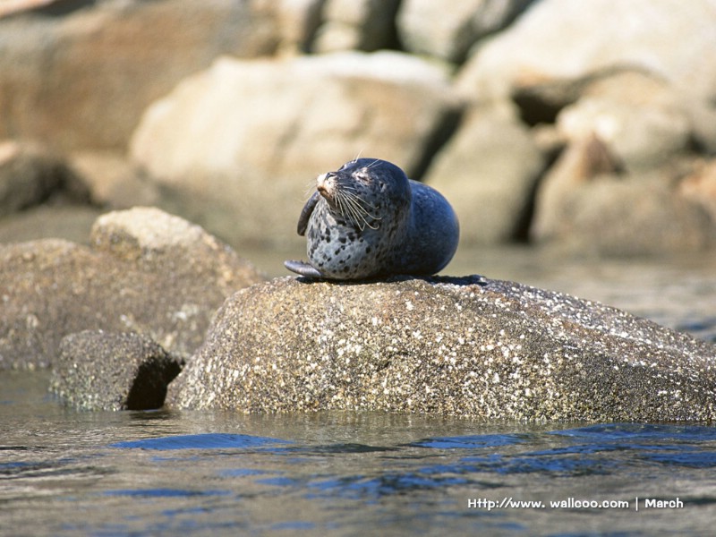 壁纸800x600 海洋动物 海狮壁纸 Sea Lion Desktop Photo壁纸 海洋动物系列-海狮壁纸壁纸 海洋动物系列-海狮壁纸图片 海洋动物系列-海狮壁纸素材 动物壁纸 动物图库 动物图片素材桌面壁纸