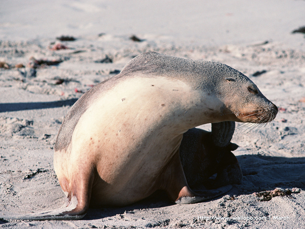 壁纸1024x768 海洋动物 海狮壁纸 Sea Lion Desktop Photo壁纸 海洋动物系列-海狮壁纸壁纸 海洋动物系列-海狮壁纸图片 海洋动物系列-海狮壁纸素材 动物壁纸 动物图库 动物图片素材桌面壁纸