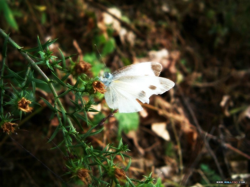 壁纸800x600韩国专题摄影壁纸之 昆虫记 摄影壁纸 昆虫记 Insects Photography Desktop壁纸 韩国专题摄影壁纸之昆虫记壁纸 韩国专题摄影壁纸之昆虫记图片 韩国专题摄影壁纸之昆虫记素材 动物壁纸 动物图库 动物图片素材桌面壁纸