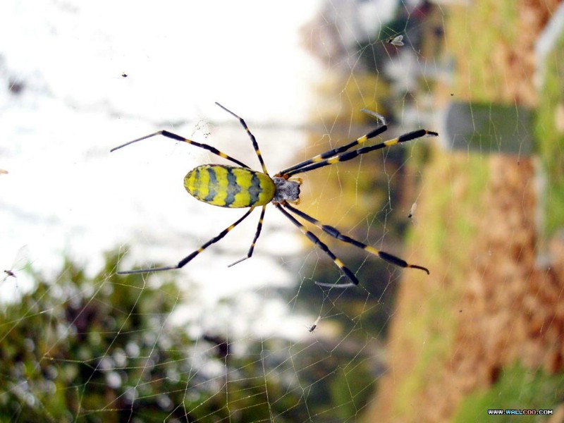 壁纸800x600韩国专题摄影壁纸之 昆虫记 摄影壁纸 昆虫记 Insects Photography Desktop壁纸 韩国专题摄影壁纸之昆虫记壁纸 韩国专题摄影壁纸之昆虫记图片 韩国专题摄影壁纸之昆虫记素材 动物壁纸 动物图库 动物图片素材桌面壁纸