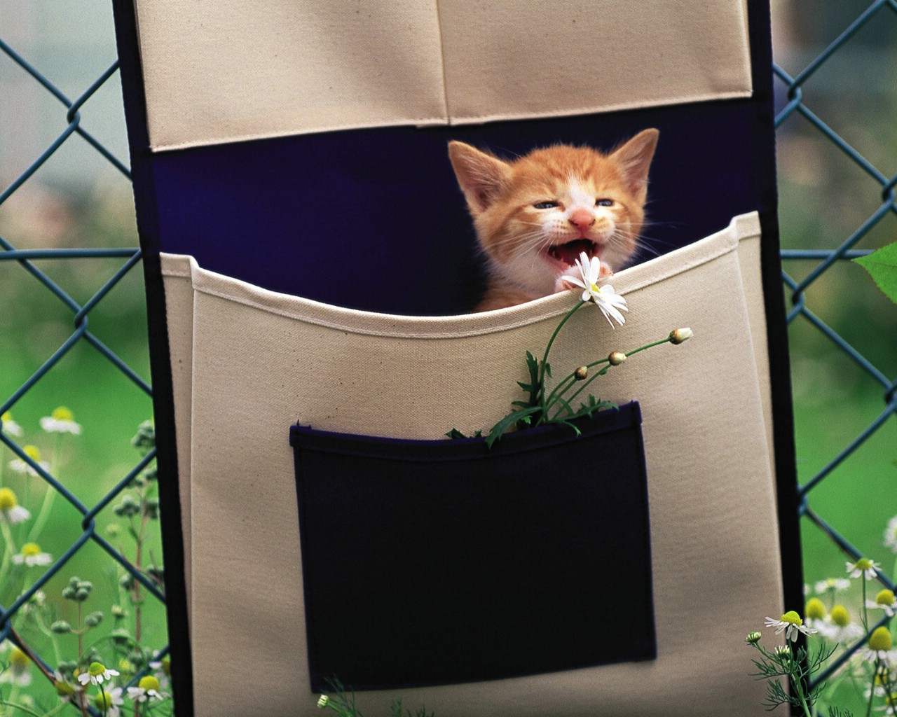 壁纸1280x1024 布袋里的小小黄猫咪图片壁纸壁纸 后院里的小猫咪壁纸 后院里的小猫咪图片 后院里的小猫咪素材 动物壁纸 动物图库 动物图片素材桌面壁纸