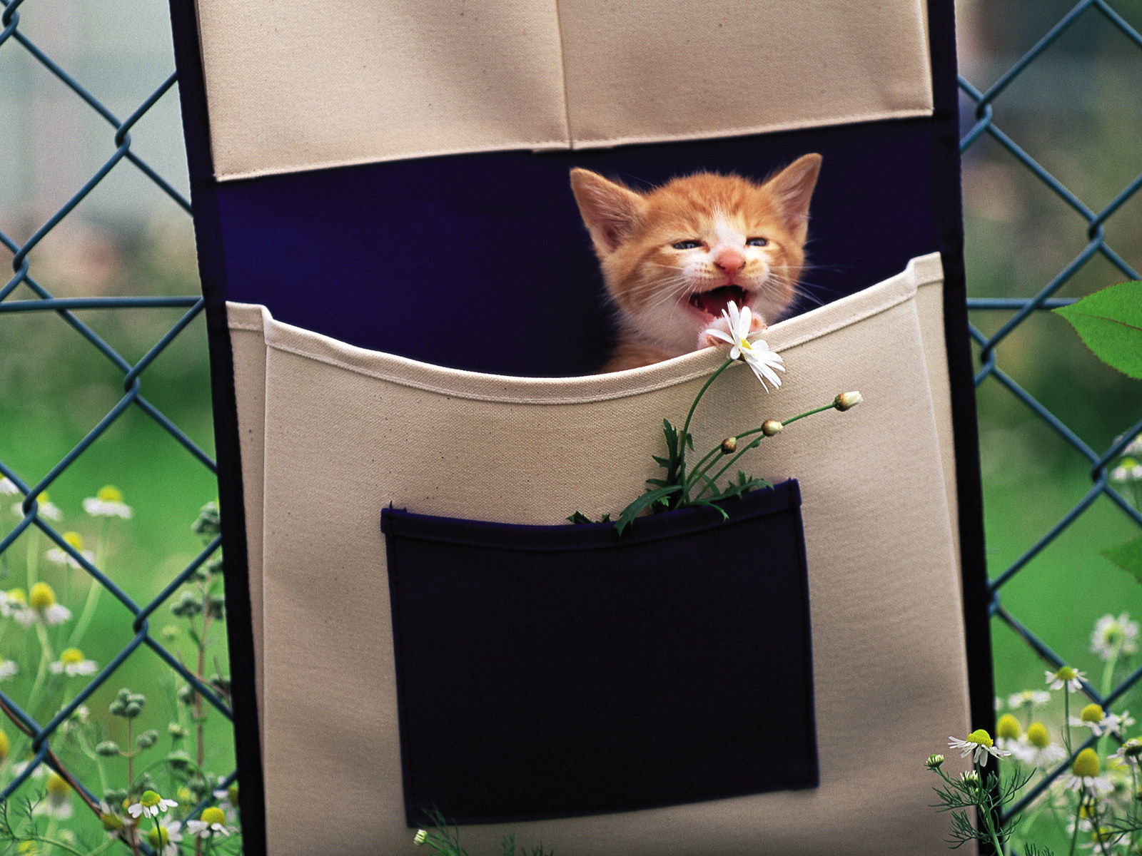 壁纸1600x1200 布袋里的小小黄猫咪图片壁纸壁纸 后院里的小猫咪壁纸 后院里的小猫咪图片 后院里的小猫咪素材 动物壁纸 动物图库 动物图片素材桌面壁纸