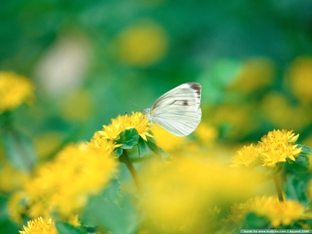 壁纸1024x768 蝴蝶图片 蝴蝶壁纸 Desktop wallpaper of Beautiful Buttrfly壁纸,花与蝴蝶-专业