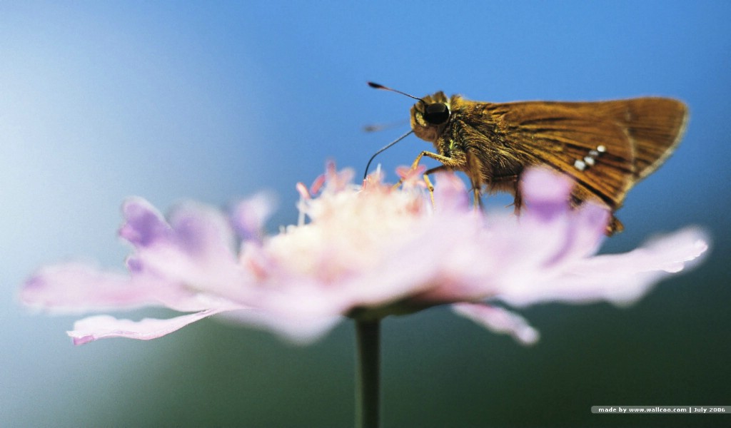 壁纸1024x600 蝴蝶图片 蝴蝶壁纸 Desktop wallpaper of Beautiful Buttrfly壁纸,花与蝴蝶-专业