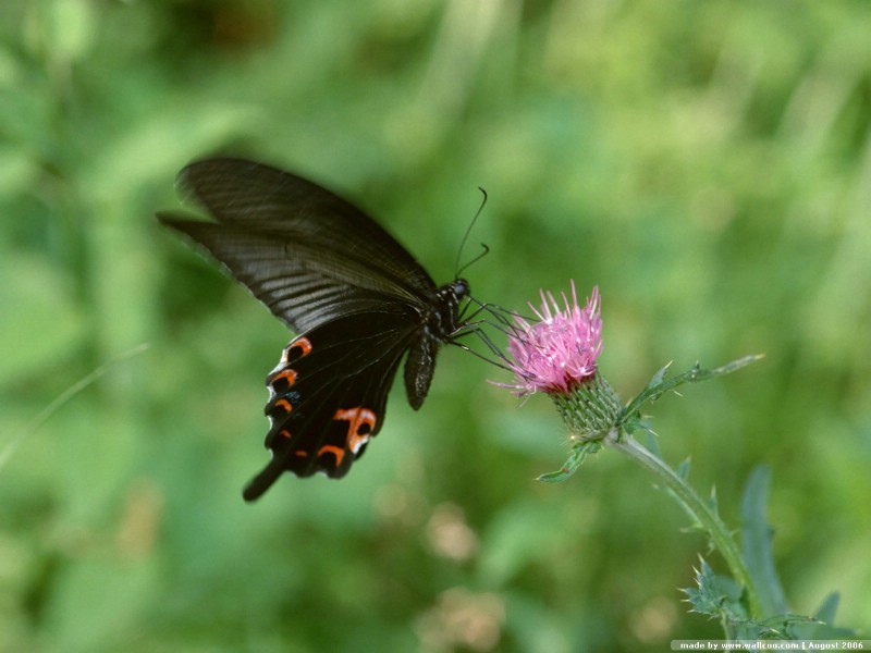 壁纸800x600 蝴蝶图片 蝴蝶壁纸 Desktop wallpaper of Beautiful Buttrfly壁纸,花与蝴蝶-专业蝴蝶