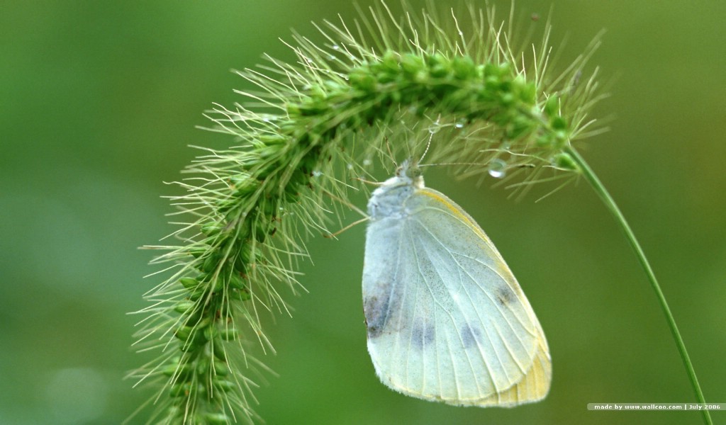 壁纸1024x600 蝴蝶图片 蝴蝶壁纸 Desktop wallpaper of Beautiful Buttrfly壁纸,花与蝴蝶-专业