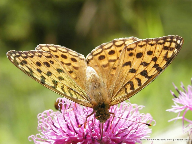 壁纸800x600 蝴蝶图片 蝴蝶壁纸 Desktop wallpaper of Beautiful Buttrfly壁纸 花与蝴蝶-专业蝴蝶摄影壁纸壁纸 花与蝴蝶-专业蝴蝶摄影壁纸图片 花与蝴蝶-专业蝴蝶摄影壁纸素材 动物壁纸 动物图库 动物图片素材桌面壁纸