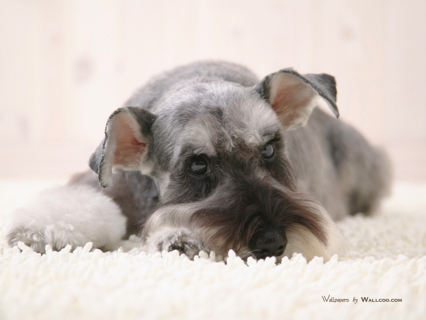 壁纸1400x1050 宠物狗狗 迷你雪纳瑞图片 Pet dog Miniature Schnauzer wallpaper壁纸 家居宠物狗狗壁纸壁纸 家居宠物狗狗壁纸图片 家居宠物狗狗壁纸素材 动物壁纸 动物图库 动物图片素材桌面壁纸