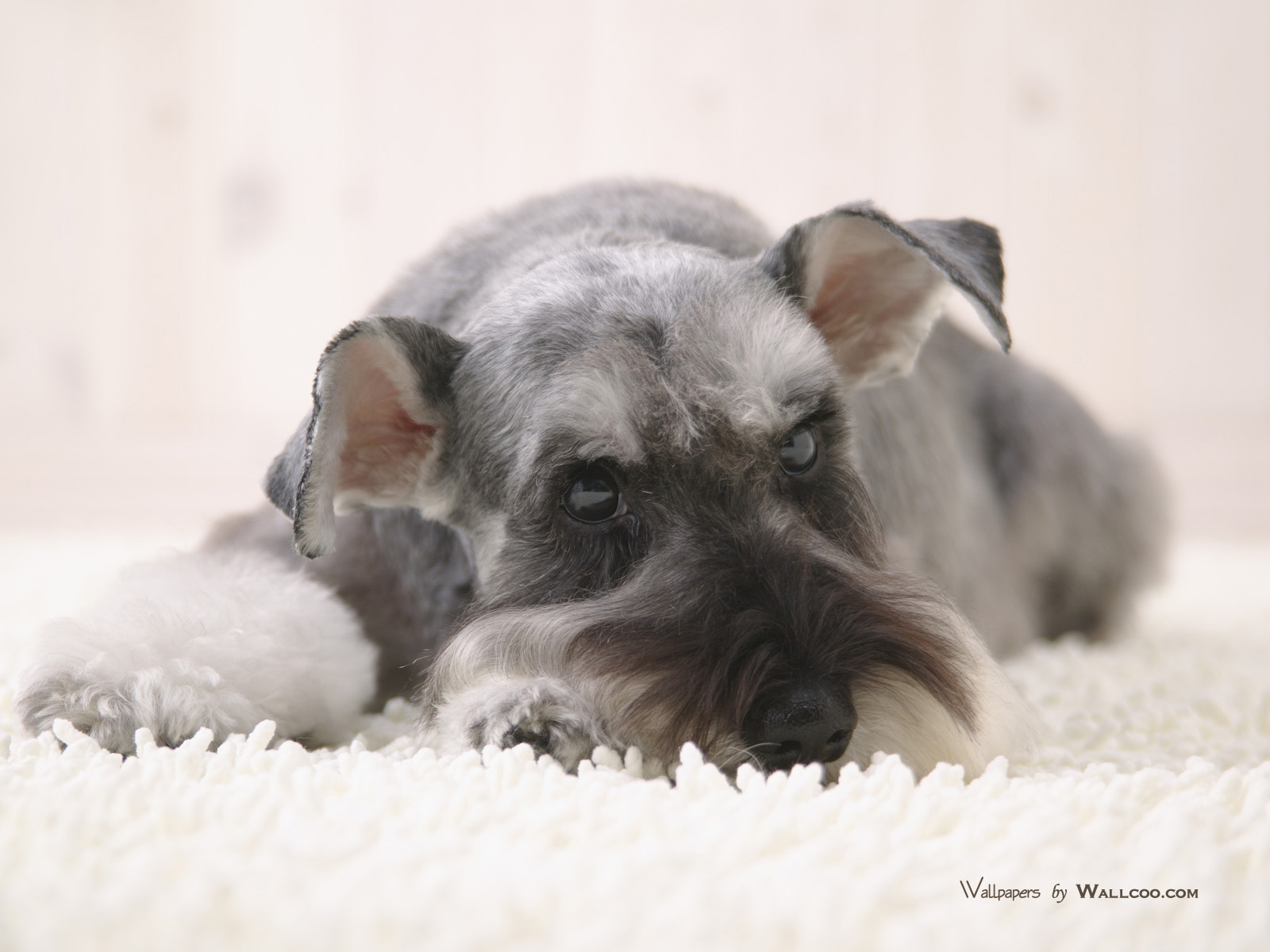 壁纸1600x1200 宠物狗狗 迷你雪纳瑞图片 Pet dog Miniature Schnauzer wallpaper壁纸 家居宠物狗狗壁纸壁纸 家居宠物狗狗壁纸图片 家居宠物狗狗壁纸素材 动物壁纸 动物图库 动物图片素材桌面壁纸