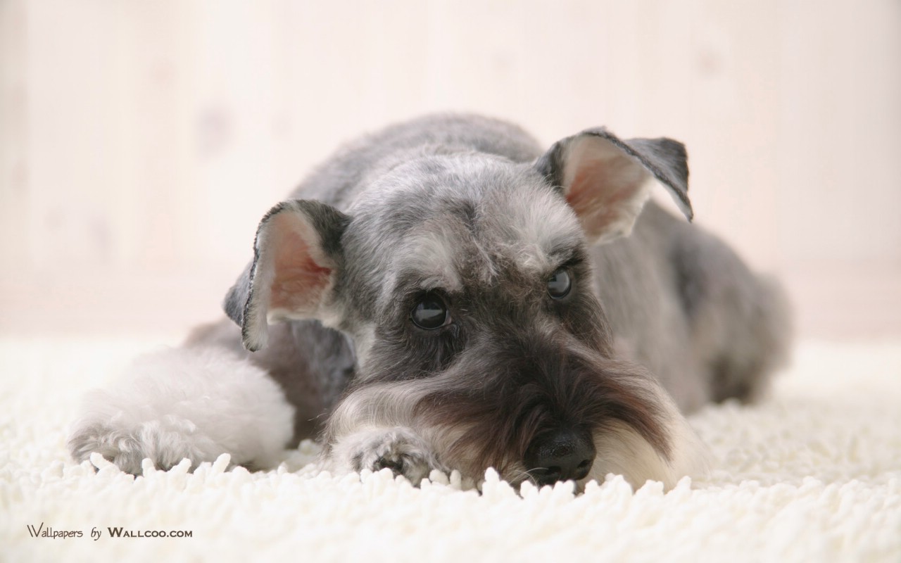 壁纸1280x800 宠物狗狗 迷你雪纳瑞图片 Pet dog Miniature Schnauzer wallpaper壁纸 家居宠物狗狗壁纸壁纸 家居宠物狗狗壁纸图片 家居宠物狗狗壁纸素材 动物壁纸 动物图库 动物图片素材桌面壁纸