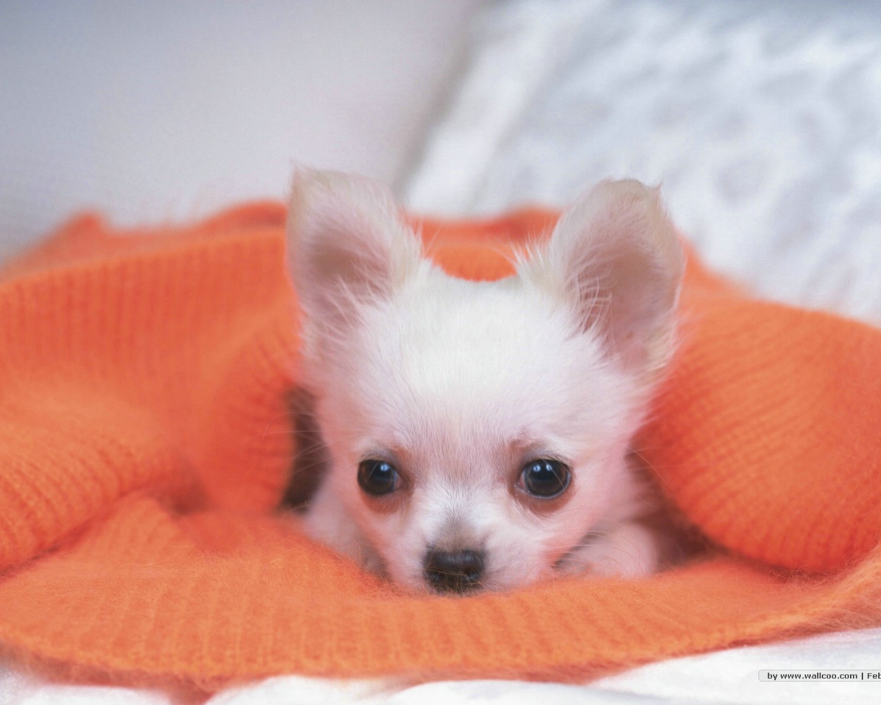 壁纸1280x1024 宠物小狗宝宝壁纸 Lovely Puppy dogs Baby Puppies Wallpaper壁纸 家有幼犬-可爱小狗壁纸壁纸 家有幼犬-可爱小狗壁纸图片 家有幼犬-可爱小狗壁纸素材 动物壁纸 动物图库 动物图片素材桌面壁纸