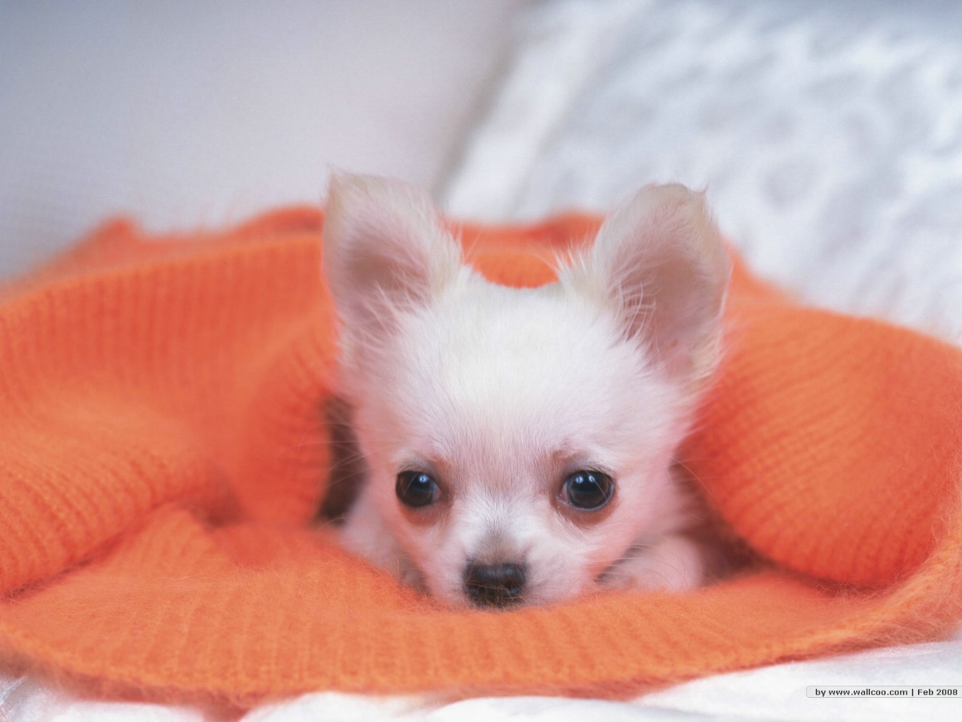 壁纸1400x1050 宠物小狗宝宝壁纸 Lovely Puppy dogs Baby Puppies Wallpaper壁纸 家有幼犬-可爱小狗壁纸壁纸 家有幼犬-可爱小狗壁纸图片 家有幼犬-可爱小狗壁纸素材 动物壁纸 动物图库 动物图片素材桌面壁纸