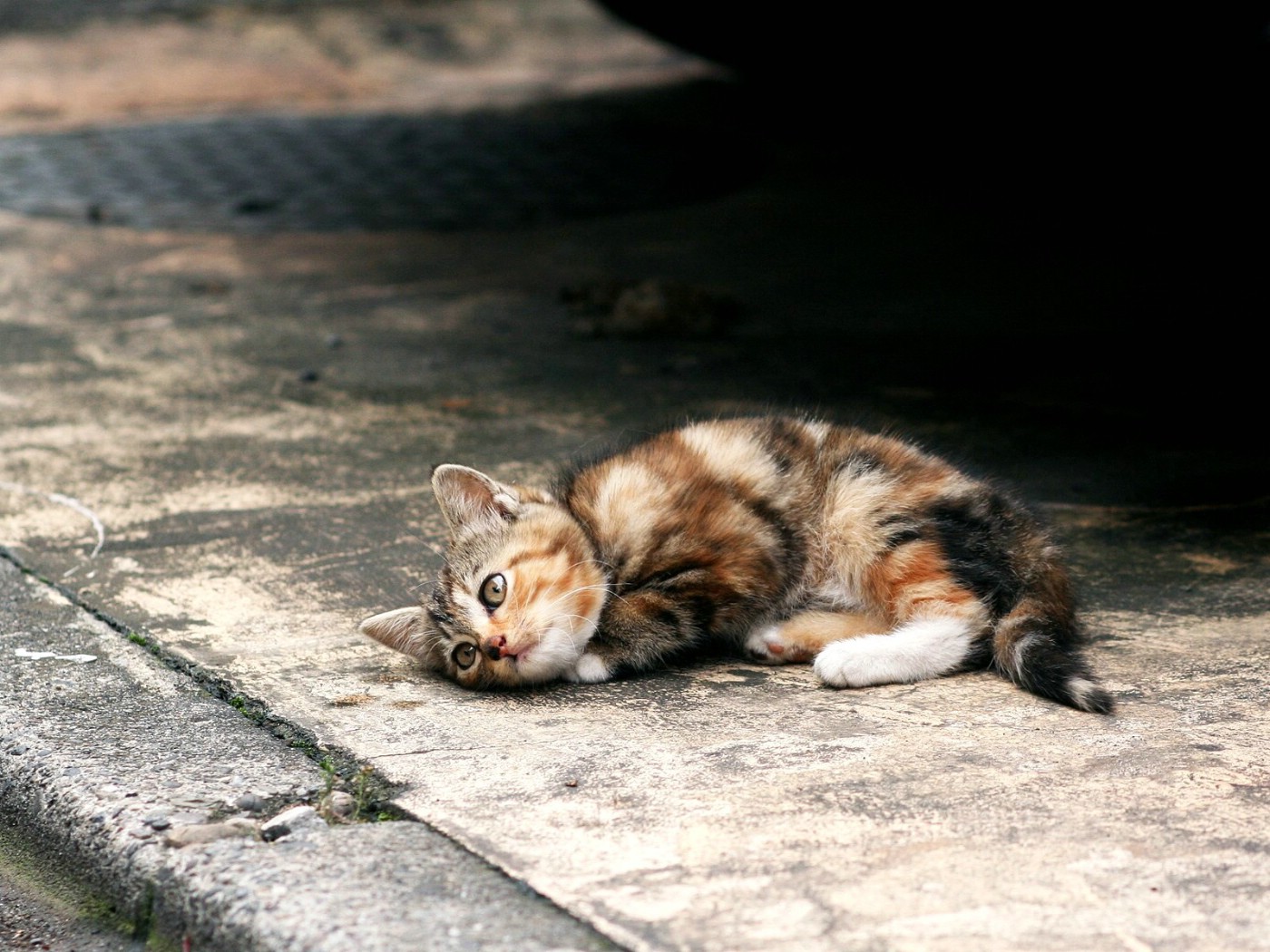 壁纸1400x1050 城市街角的流浪猫图片壁纸 街角的流浪猫(三)壁纸 街角的流浪猫(三)图片 街角的流浪猫(三)素材 动物壁纸 动物图库 动物图片素材桌面壁纸