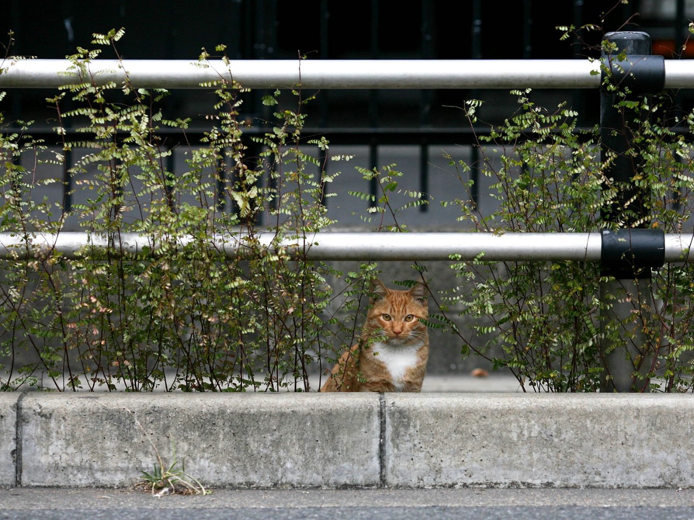 壁纸1400x1050 城市里的流浪猫图片壁纸 街角的流浪猫(三)壁纸 街角的流浪猫(三)图片 街角的流浪猫(三)素材 动物壁纸 动物图库 动物图片素材桌面壁纸