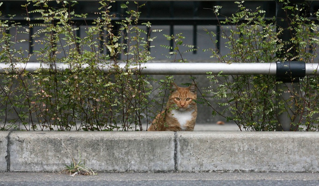 壁纸1024x600 城市里的流浪猫图片壁纸 街角的流浪猫(三)壁纸 街角的流浪猫(三)图片 街角的流浪猫(三)素材 动物壁纸 动物图库 动物图片素材桌面壁纸