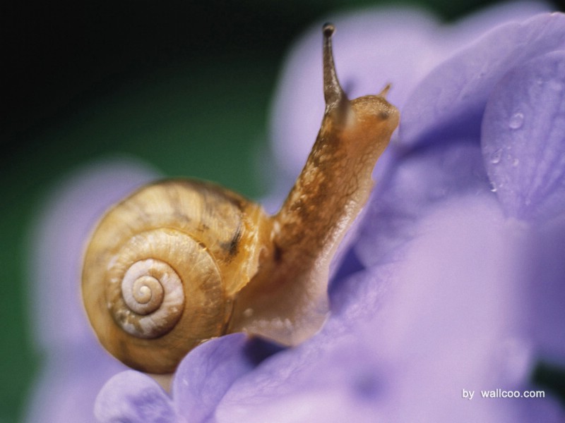 壁纸800x600季节剪影 昆虫摄影 鲜花上的蜗牛图片 Snail on Flower Photography Desktop壁纸 季节剪影-昆虫篇壁纸 季节剪影-昆虫篇图片 季节剪影-昆虫篇素材 动物壁纸 动物图库 动物图片素材桌面壁纸