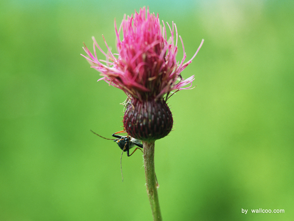 壁纸1024x768季节剪影 昆虫摄影 植物与昆虫图片 Insect Photography Desktop壁纸 季节剪影-昆虫篇壁纸 季节剪影-昆虫篇图片 季节剪影-昆虫篇素材 动物壁纸 动物图库 动物图片素材桌面壁纸