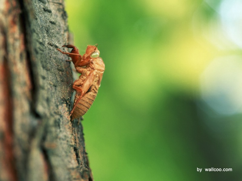 壁纸800x600季节剪影 昆虫摄影 植物与昆虫图片 Insect Photography Desktop壁纸 季节剪影-昆虫篇壁纸 季节剪影-昆虫篇图片 季节剪影-昆虫篇素材 动物壁纸 动物图库 动物图片素材桌面壁纸