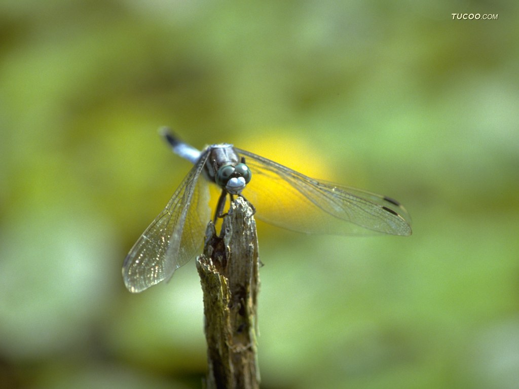 壁纸1024x768昆虫壁纸之 昆虫与植物 昆虫摄影 昆虫与植物 Insect Photography Desktop壁纸 季节剪影-昆虫与植物壁纸壁纸 季节剪影-昆虫与植物壁纸图片 季节剪影-昆虫与植物壁纸素材 动物壁纸 动物图库 动物图片素材桌面壁纸