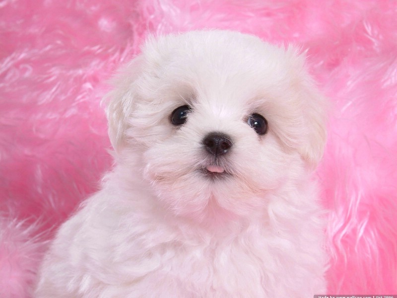 壁纸800x600 白色小狗 卷毛比雄犬 Desktop wallpaper of white baby dog壁纸 可爱卷毛比雄犬壁纸壁纸 可爱卷毛比雄犬壁纸图片 可爱卷毛比雄犬壁纸素材 动物壁纸 动物图库 动物图片素材桌面壁纸