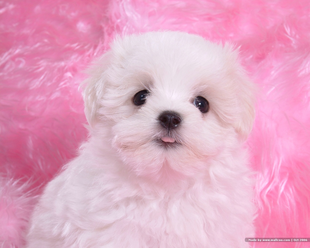 壁纸1280x1024 白色小狗 卷毛比雄犬 Desktop wallpaper of white baby dog壁纸 可爱卷毛比雄犬壁纸壁纸 可爱卷毛比雄犬壁纸图片 可爱卷毛比雄犬壁纸素材 动物壁纸 动物图库 动物图片素材桌面壁纸