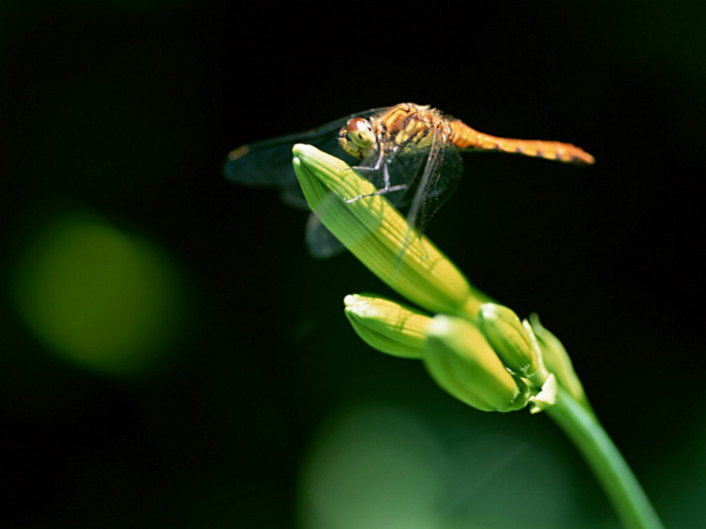 壁纸1024x768昆虫剪影 蜻蜓 蜻蜓图片 蜻蜓壁纸 Desktop Wallpaper of dragonfly壁纸 昆虫剪影-蜻蜓壁纸 昆虫剪影-蜻蜓图片 昆虫剪影-蜻蜓素材 动物壁纸 动物图库 动物图片素材桌面壁纸